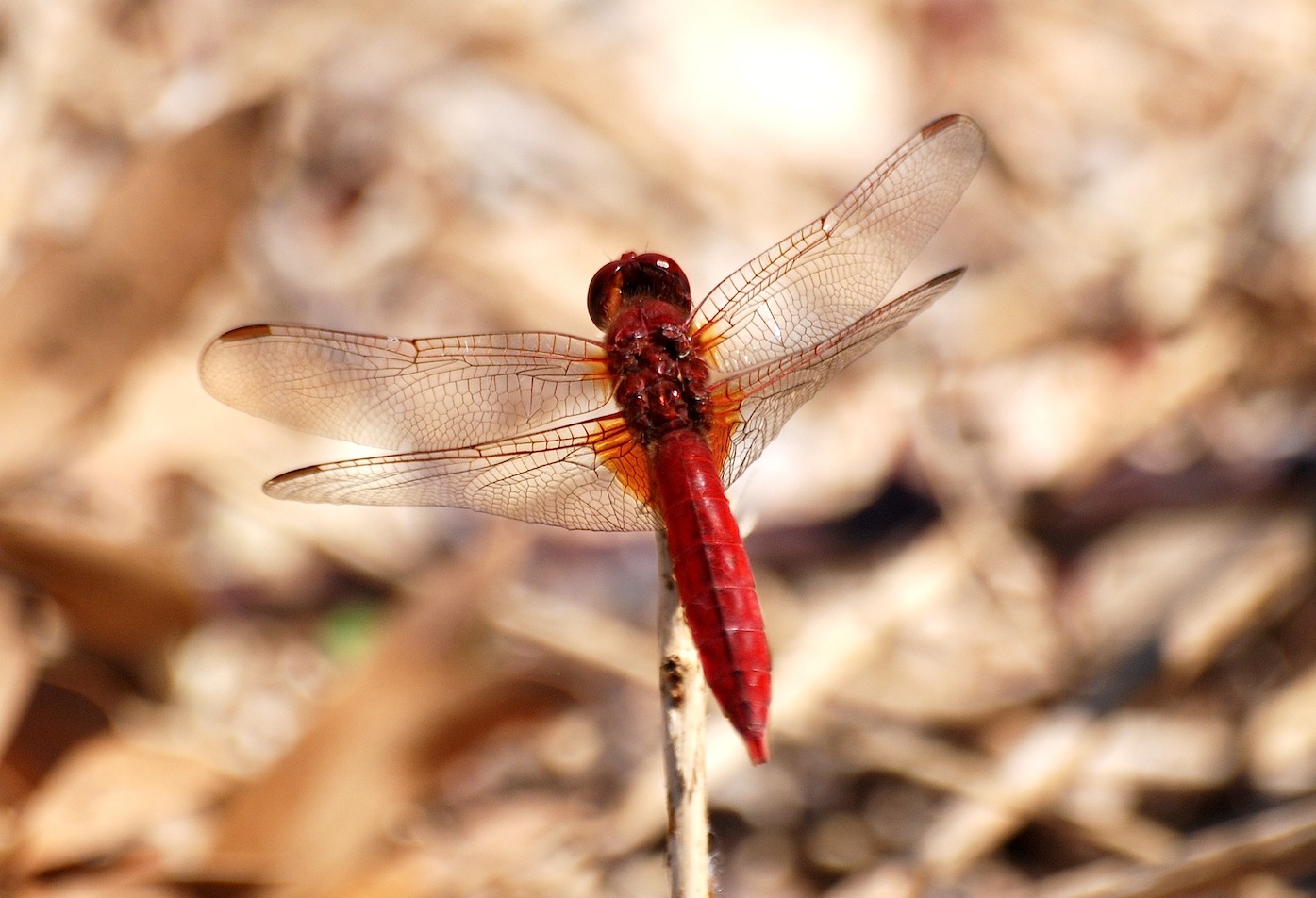 Parliamo di: Scheda Crocothemis erythraea